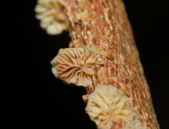 Marasmiellus affixus