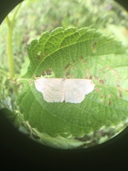 Scopula umbilicata