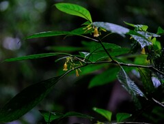 Hamelia axillaris