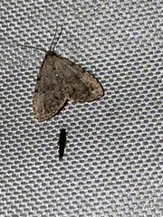 Dyspyralis puncticosta