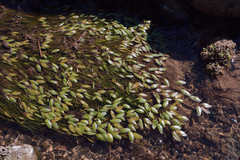 Potamogeton octandrus