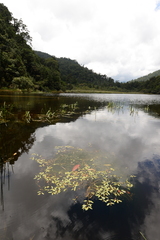 Potamogeton octandrus