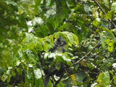 Presbytis thomasi
