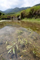 Potamogeton octandrus