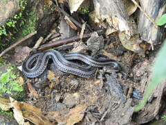 Calliophis intestinalis