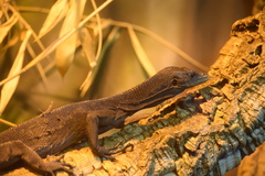 Black Tree Monitor photo 5