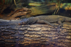 Black Tree Monitor photo 3