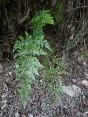 Asplenium affine