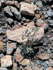 Artemisia umbelliformis