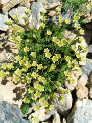 Saxifraga