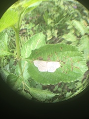 Scopula umbilicata