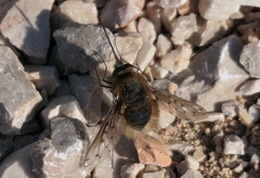 Bombylius medius