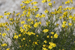 Senecio spanomerus