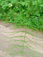 Equisetum pratense image