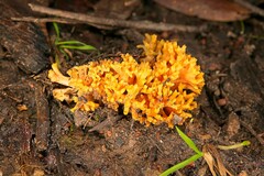Ramaria anziana