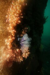 Stolonica australis