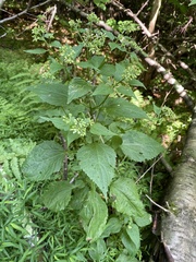 Liriomyza eupatoriella