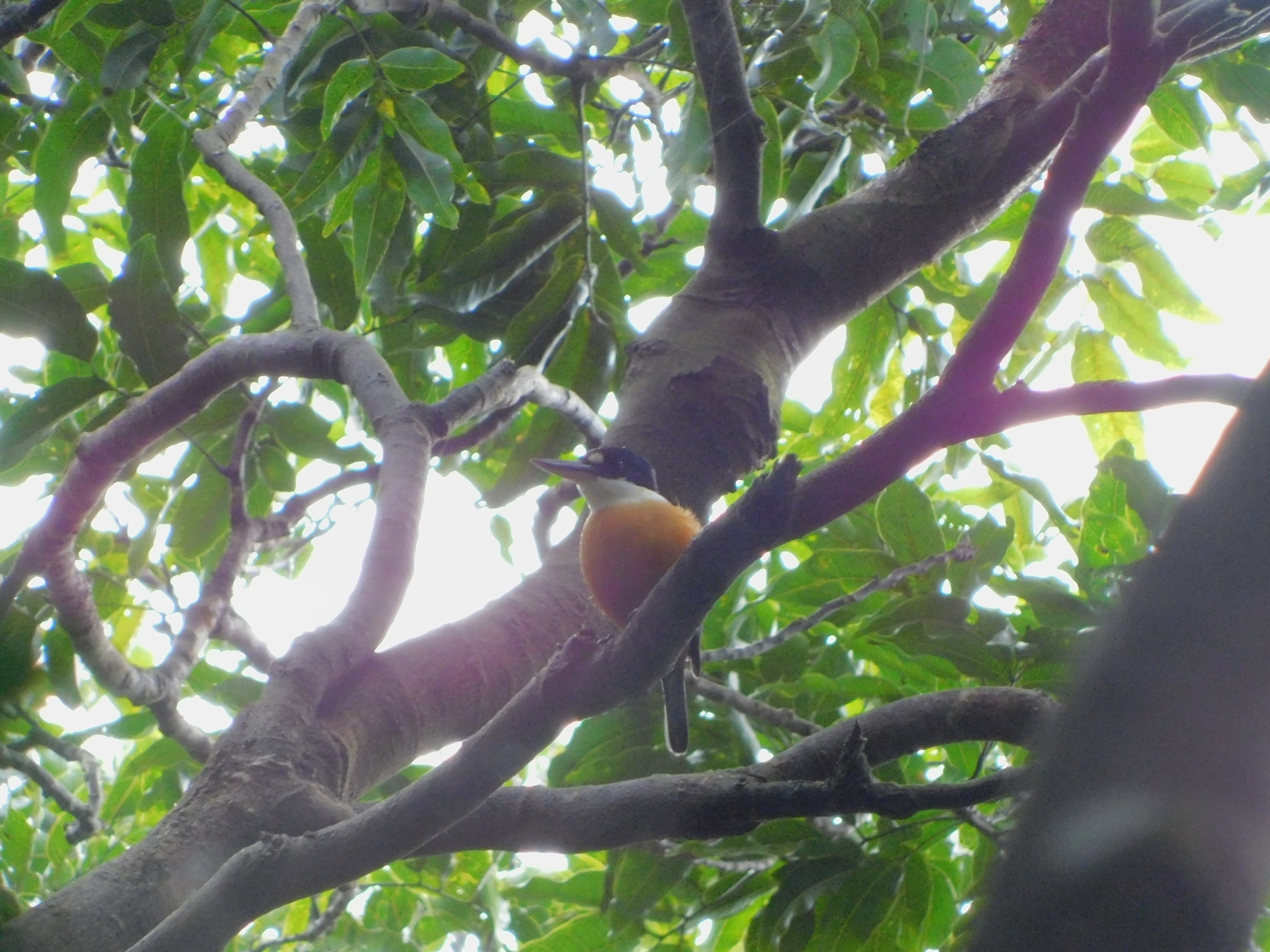 Vanuatu Kingfisher illustration
