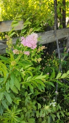Spiraea salicifolia