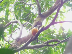 Todiramphus farquhari