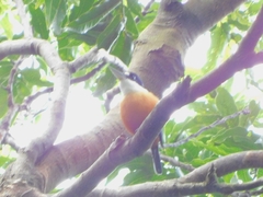 Todiramphus farquhari