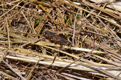 Gryllotalpa orientalis