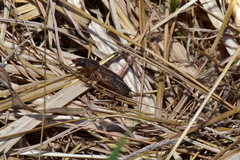 Gryllotalpa orientalis