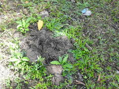 Elephas maximus sumatranus