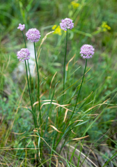 Allium strictum