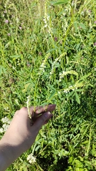 Melilotus albus