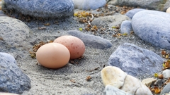 Caprimulgus affinis stictomus