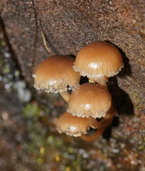 Mycena tuvara