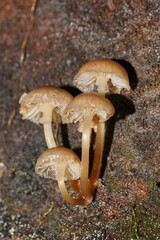 Mycena tuvara