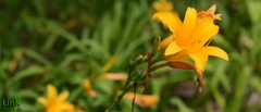 Hemerocallis middendorffii
