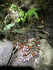 Lampropeltis pyromelana