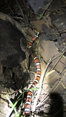 Lampropeltis pyromelana