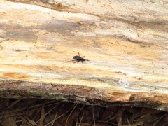 Microtomus purcis