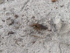 Platydracus maculosus