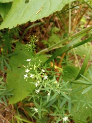 Galium intermedium