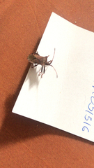 Coreus marginatus