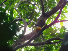 Todiramphus farquhari