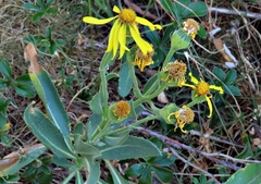 Senecio pyrenaicus