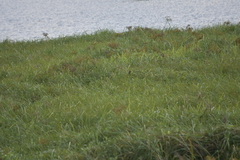 Centropus sinensis intermedius
