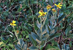 Senecio pyrenaicus