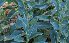 Senecio pyrenaicus
