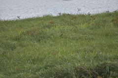 Centropus sinensis intermedius