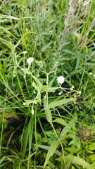 Stellaria radians