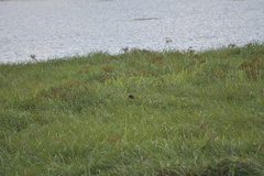 Centropus sinensis intermedius
