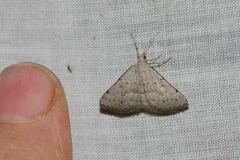 Dichromodes usurpatrix