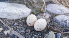 Caprimulgus affinis stictomus